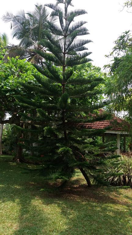4 Seasons Guesthouse Hikkaduwa Exterior photo